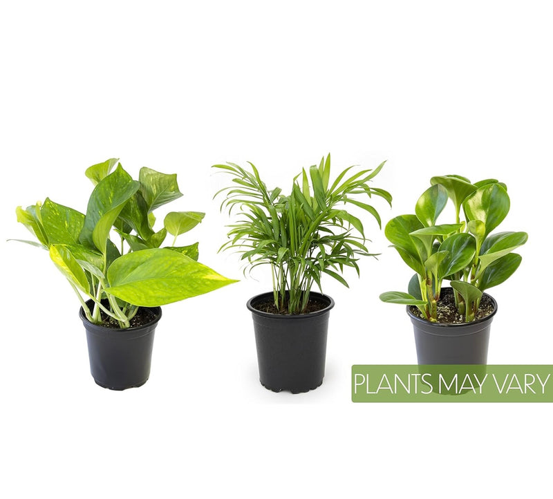 Essential Houseplant Collection Set of Three