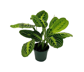 Lemon Lime Prayer Plant