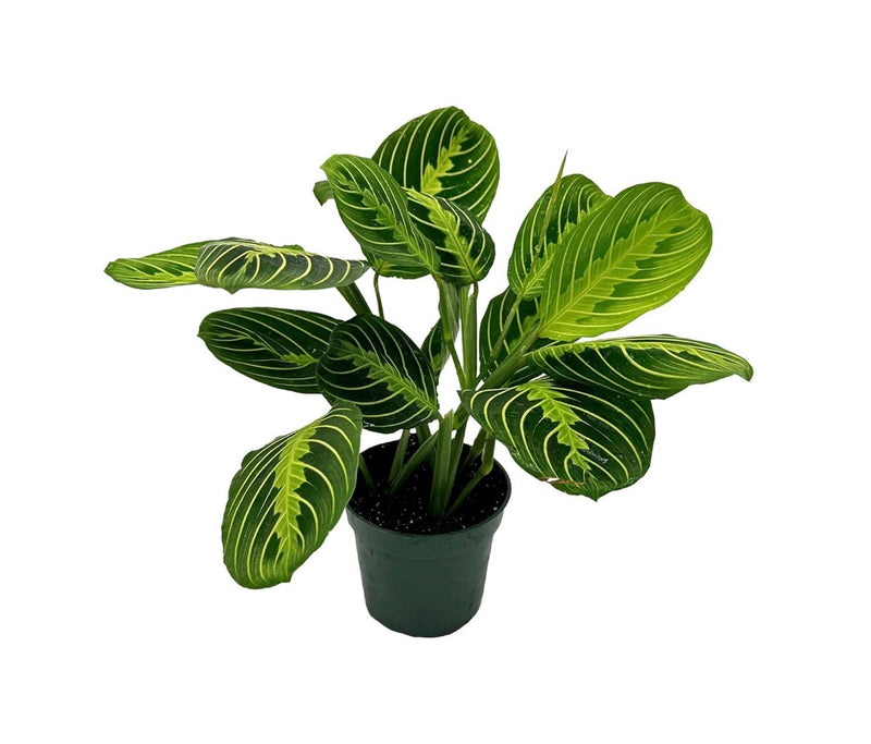 Lemon Lime Prayer Plant