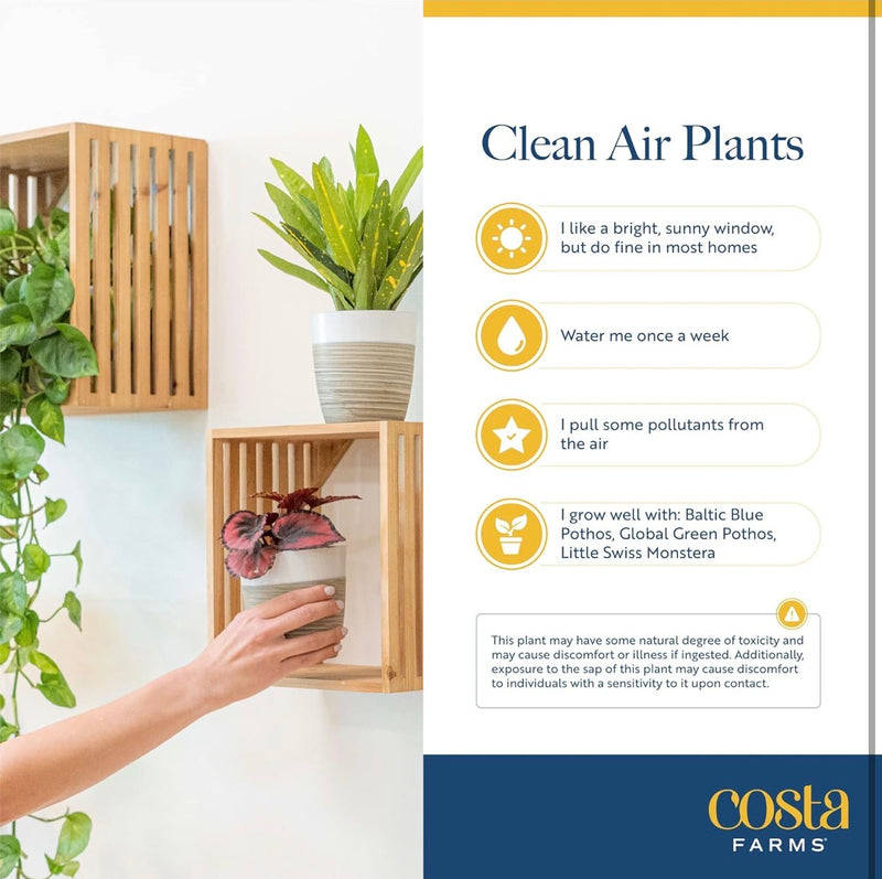 Live Indoor Plants – 3 Pack