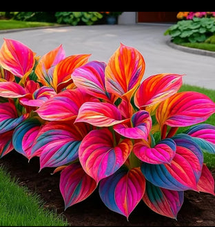 Multicolor Hosta Seeds with Unique Variegated Leaves
