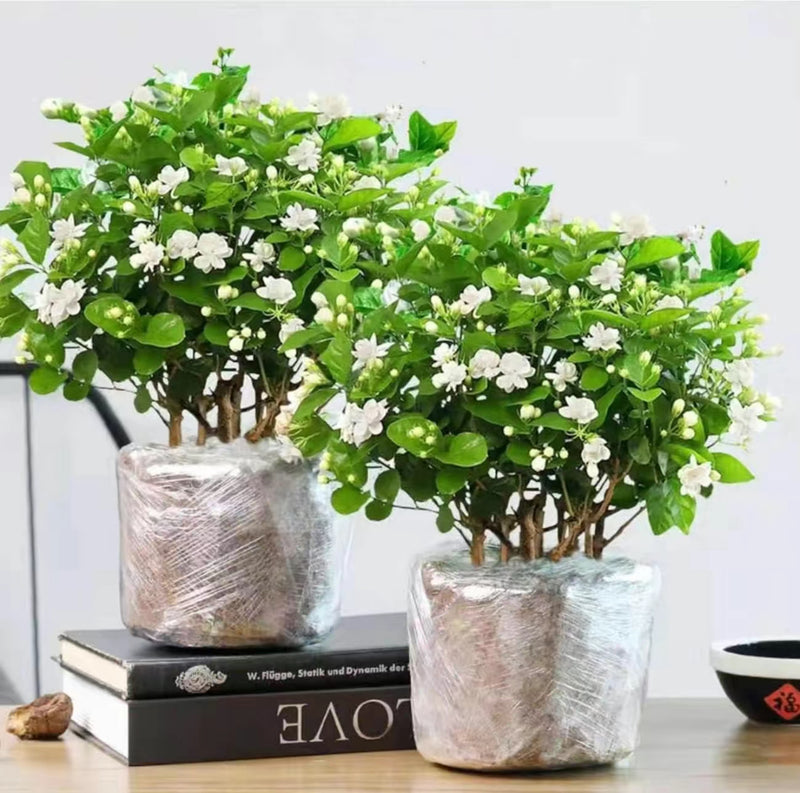 100 Climbing Jasmine Flower Seeds