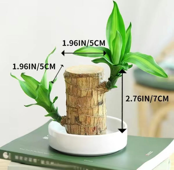 Brazilian Wood Hydroponic Plant