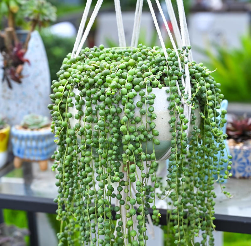 String of Pearls Hanging Succulent Plant