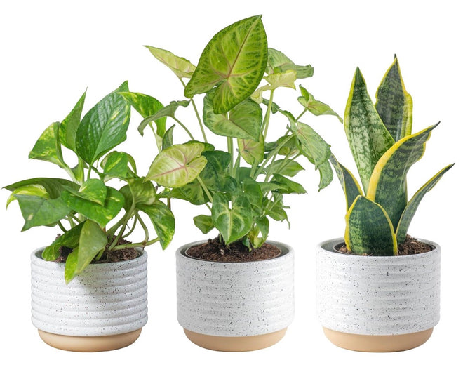 Live Indoor Plants – 3 Pack