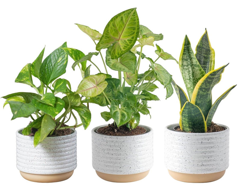 Live Indoor Plants – 3 Pack