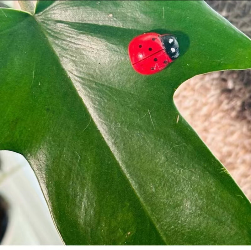 PetalPals Plant Magnets