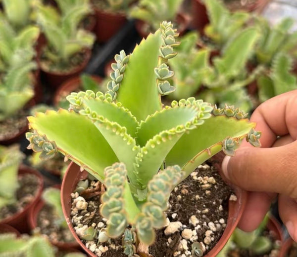 Mother of Thousands Succulent Plant